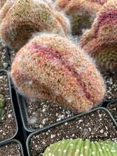 Load image into Gallery viewer, Echinocereus Rigidissimus crested - April Farm/Rare Succulents