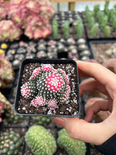 Load image into Gallery viewer, Copiapoa Hypogaea - April Farm/Rare Succulents