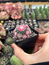 Load image into Gallery viewer, Copiapoa Hypogaea - April Farm/Rare Succulents