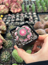 Load image into Gallery viewer, Copiapoa Hypogaea - April Farm/Rare Succulents