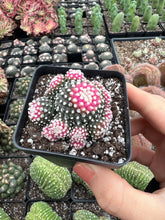 Load image into Gallery viewer, Copiapoa Hypogaea - April Farm/Rare Succulents