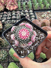Load image into Gallery viewer, Copiapoa Hypogaea - April Farm/Rare Succulents