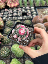 Load image into Gallery viewer, Copiapoa Hypogaea - April Farm/Rare Succulents
