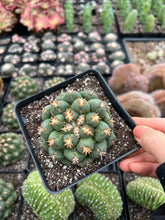 Load image into Gallery viewer, Coryphantha elephantidens var.tanshi - April Farm/Rare Succulents