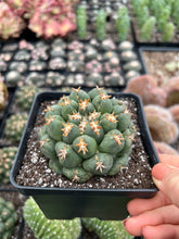 Load image into Gallery viewer, Coryphantha elephantidens var.tanshi - April Farm/Rare Succulents