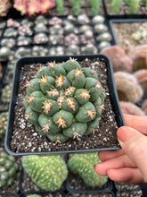 Load image into Gallery viewer, Coryphantha elephantidens var.tanshi - April Farm/Rare Succulents