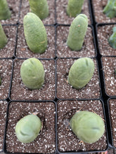 Load image into Gallery viewer, Cactus Penis - April Farm/Rare Succulents