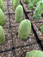 Load image into Gallery viewer, Cactus Penis - April Farm/Rare Succulents