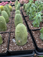 Load image into Gallery viewer, Cactus Penis - April Farm/Rare Succulents