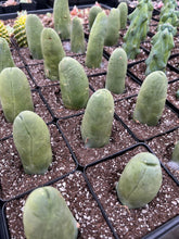 Load image into Gallery viewer, Cactus Penis - April Farm/Rare Succulents