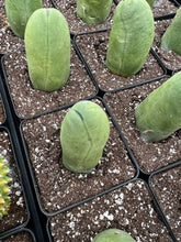Load image into Gallery viewer, Cactus Penis - April Farm/Rare Succulents