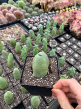 Load image into Gallery viewer, Cactus Penis - April Farm/Rare Succulents
