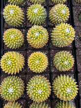 Load image into Gallery viewer, Mammillaria Marksiana Variegated - April Farm/Rare Succulents