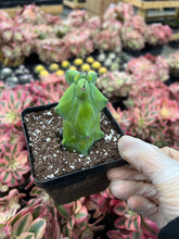 Load image into Gallery viewer, Myrtillocactus Geometrizans Fukurokuryuzinboku - April Farm/Rare Succulents