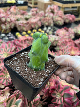 Load image into Gallery viewer, Myrtillocactus Geometrizans Fukurokuryuzinboku - April Farm/Rare Succulents