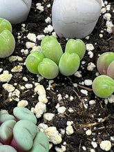 Load image into Gallery viewer, Rare Succulent - Gibbaeum pilosulum