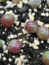 Load image into Gallery viewer, Rare Succulent - Gibbaeum pilosulum