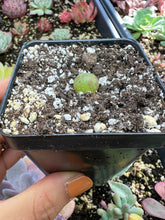 Load image into Gallery viewer, Rare Succulent - Gibbaeum pilosulum