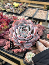 Load image into Gallery viewer, Echeveria large Orange Monroe - April Farm/Rare Succulents