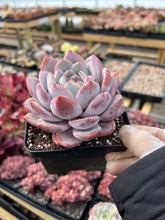 Load image into Gallery viewer, Echeveria large Orange Monroe - April Farm/Rare Succulents