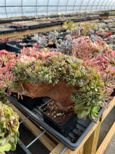 Load image into Gallery viewer, Aeonium crested sp - April Farm/Rare Succulents