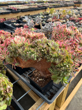 Load image into Gallery viewer, Aeonium crested sp - April Farm/Rare Succulents