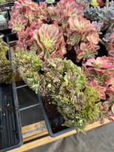 Load image into Gallery viewer, Aeonium crested sp - April Farm/Rare Succulents