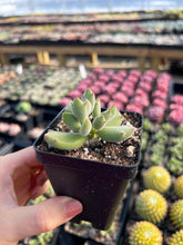 Load image into Gallery viewer, Cotyledon 'KONEKONOTUME' ‘Cat Claw’ - April Farm/Rare Succulents