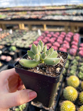 Load image into Gallery viewer, Cotyledon 'KONEKONOTUME' ‘Cat Claw’ - April Farm/Rare Succulents