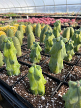 Load image into Gallery viewer, Myrtillocactus Geometrizans Fukurokuryuzinboku - April Farm/Rare Succulents