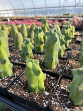 Load image into Gallery viewer, Myrtillocactus Geometrizans Fukurokuryuzinboku - April Farm/Rare Succulents
