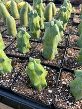 Load image into Gallery viewer, Myrtillocactus Geometrizans Fukurokuryuzinboku - April Farm/Rare Succulents