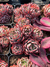 Load image into Gallery viewer, Echeveria Linde Anna - April Farm/Rare Succulents