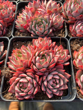 Load image into Gallery viewer, Echeveria Linde Anna - April Farm/Rare Succulents