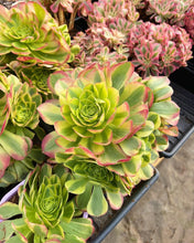 Load image into Gallery viewer, Aeonium Halloween Milky White - April Farm/Rare Succulents