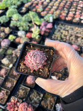 Load image into Gallery viewer, Echeveria Red Hole - April Farm/Rare Succulents