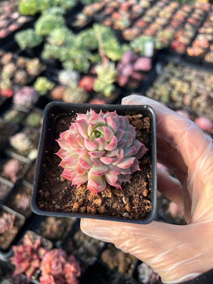 red hole succulent Echeveria Red Hole