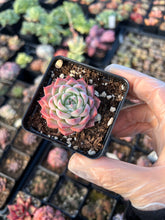 Load image into Gallery viewer, Echeveria Peach - April Farm/Rare Succulents