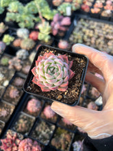 Load image into Gallery viewer, Echeveria Peach - April Farm/Rare Succulents