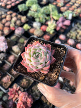 Load image into Gallery viewer, Echeveria Peach - April Farm/Rare Succulents