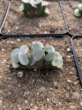 Load image into Gallery viewer, Haworthia Truncata "white porcelain" - April Farm/Rare Succulents