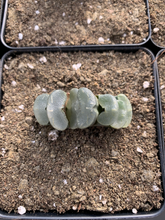 Load image into Gallery viewer, Haworthia Truncata "white porcelain" - April Farm/Rare Succulents