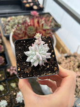 Load image into Gallery viewer, Dudleya gnoma S.W.McCabe (White Greenii) - April Farm/Rare Succulents