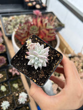 Load image into Gallery viewer, Dudleya gnoma S.W.McCabe (White Greenii) - April Farm/Rare Succulents