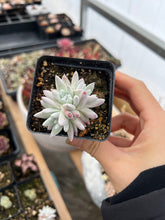 Load image into Gallery viewer, Dudleya gnoma S.W.McCabe (White Greenii) - April Farm/Rare Succulents