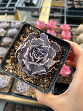 Load image into Gallery viewer, Echeveria X Shaviana - April Farm/Rare Succulents