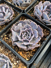 Load image into Gallery viewer, Echeveria X Shaviana - April Farm/Rare Succulents