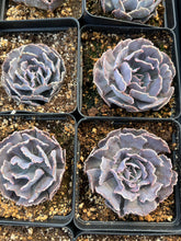 Load image into Gallery viewer, Echeveria X Shaviana - April Farm/Rare Succulents