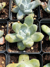 Load image into Gallery viewer, Dudleya pachyphytum - April Farm/Rare Succulents
