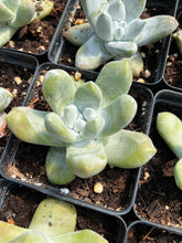 Load image into Gallery viewer, Dudleya pachyphytum - April Farm/Rare Succulents